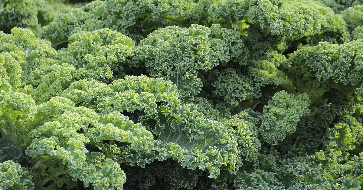 Green kale for caldo verde