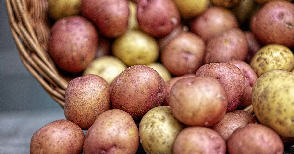 Potatoes from the garden in a basket.