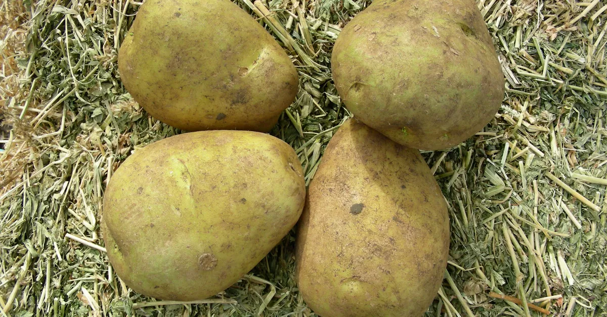 Sebago Russet Potatoes